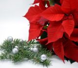 Christmas star floral decorations