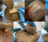 What is rectified sandstone? Grinding process, maintenance and use methods
